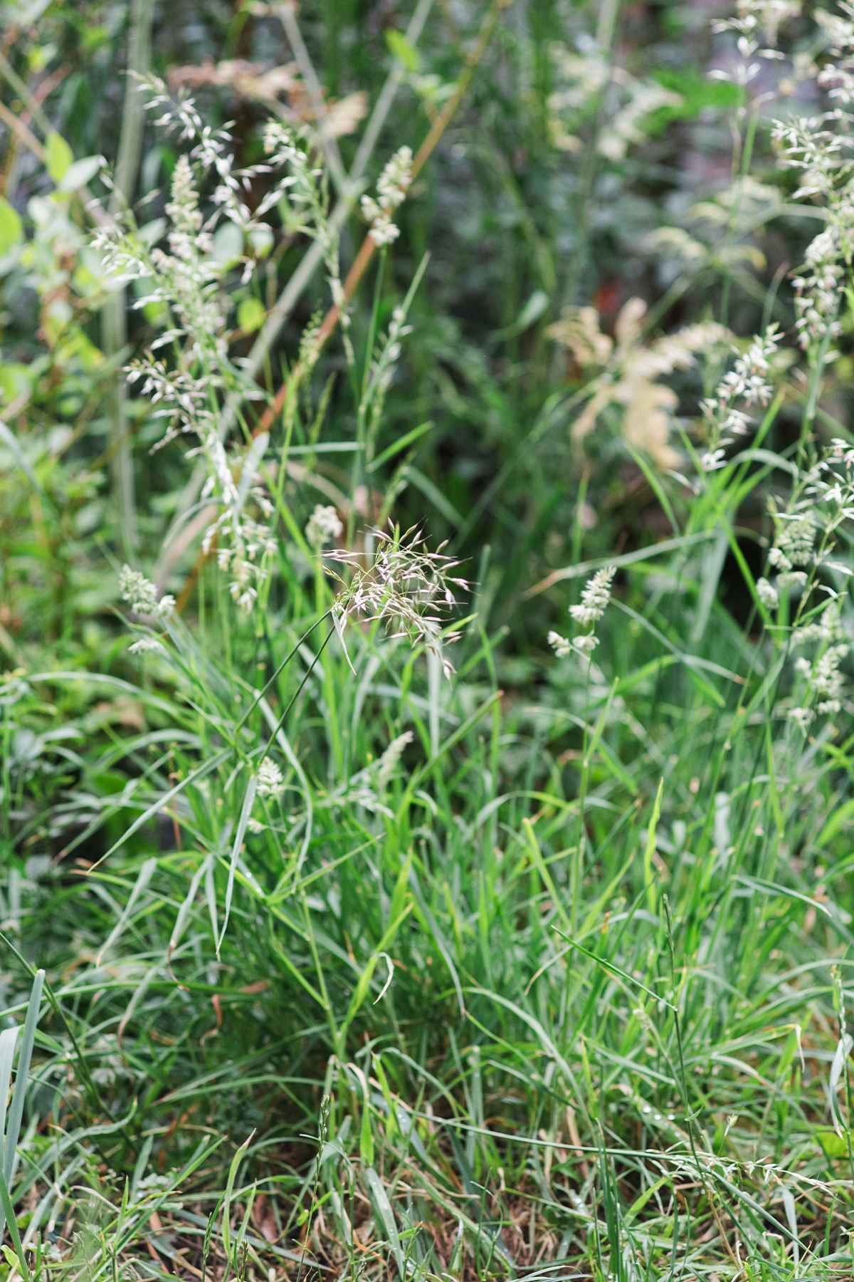 Close-up of wild green grass and weeds with seed heads growing in a natural outdoor setting.