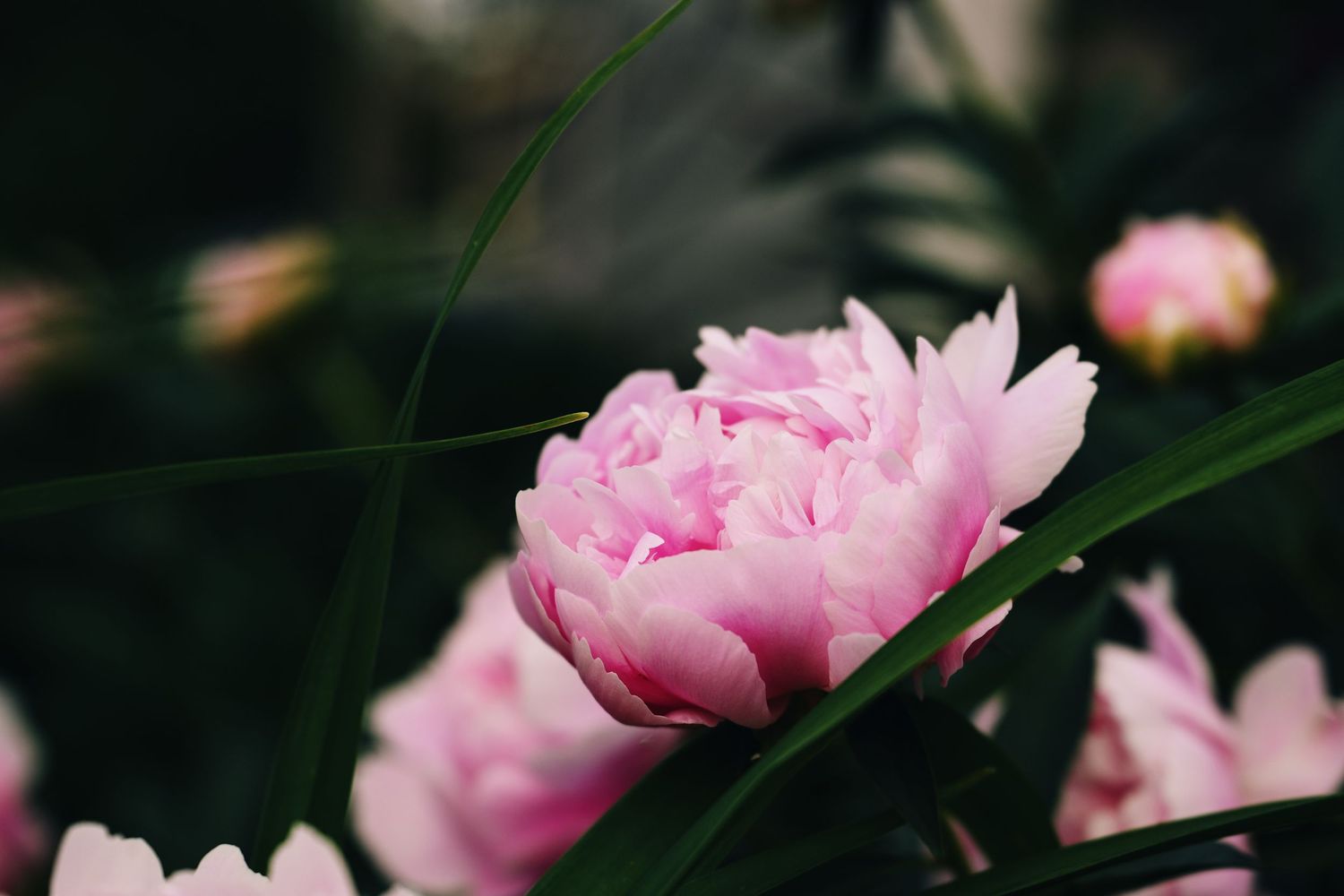 Close-up of blooming pink peony flowers with lush green leaves in a garden setting.