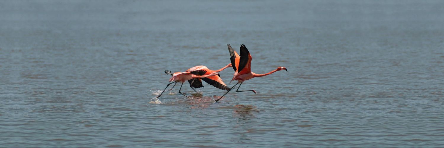 FLAMINGOS