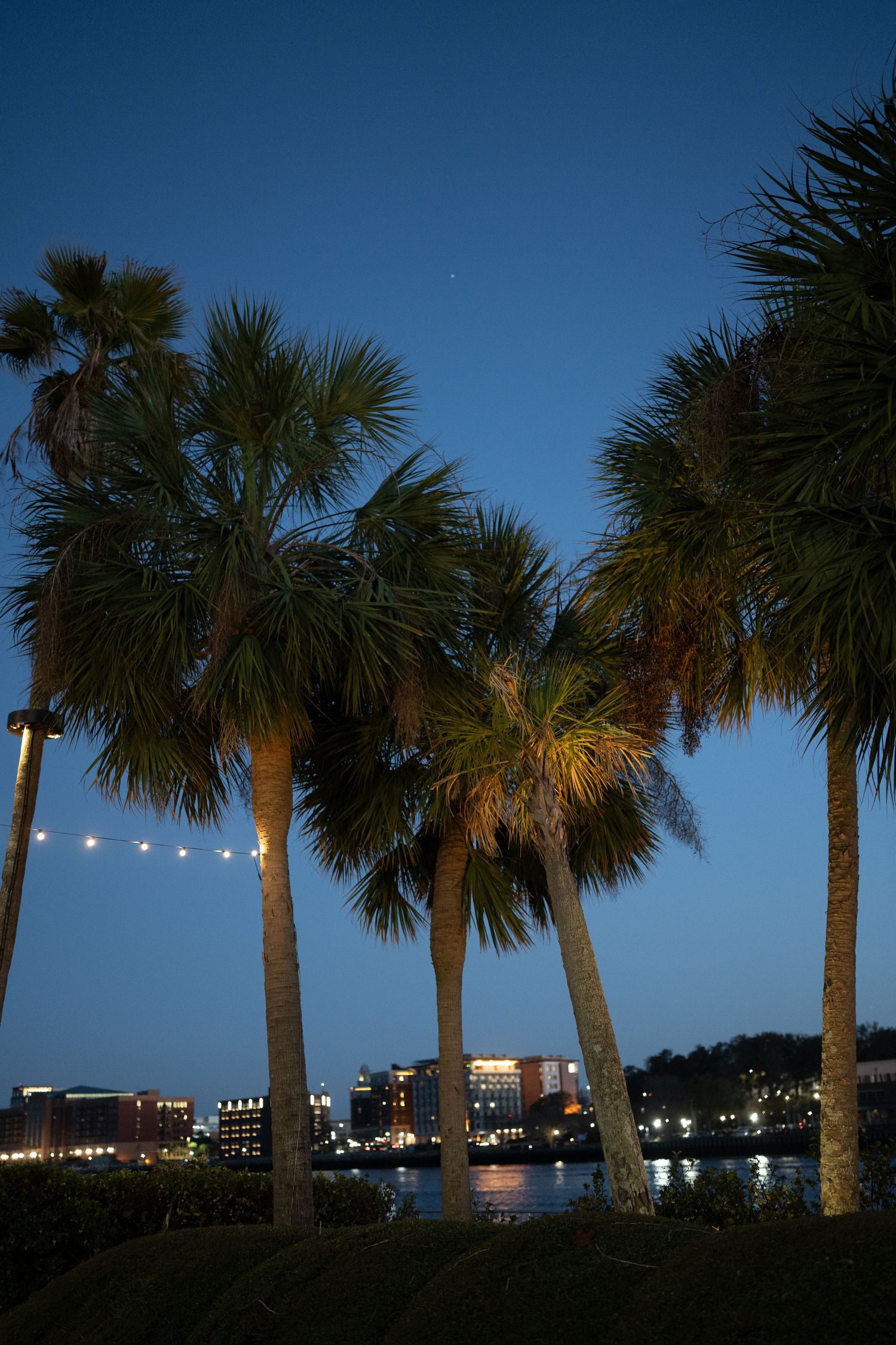 Tall palm trees silhouetted against a deep blue twilight sky with city lights reflecting on a calm river.
