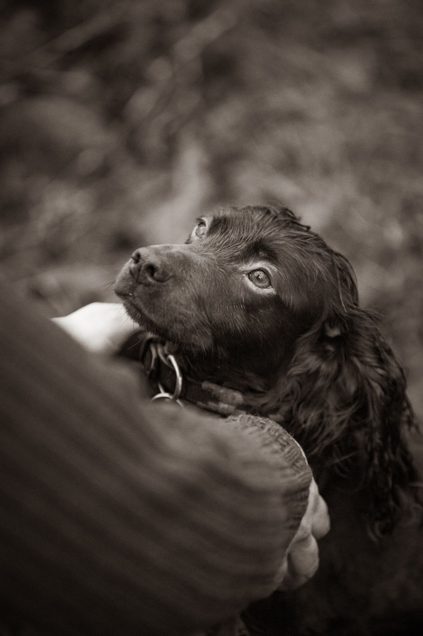 Black and white photo of a dark Cocker Spaniel dog looking up adoringly while resting its chin on someone's leg.