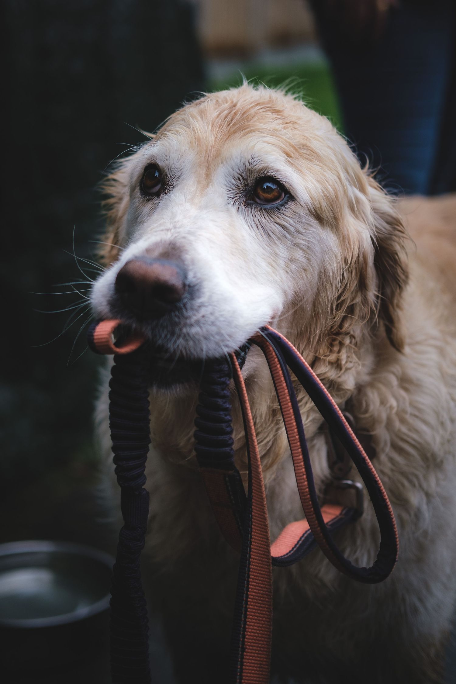 Close-up sequence of golden retriever holding multiple leashes in its mouth.