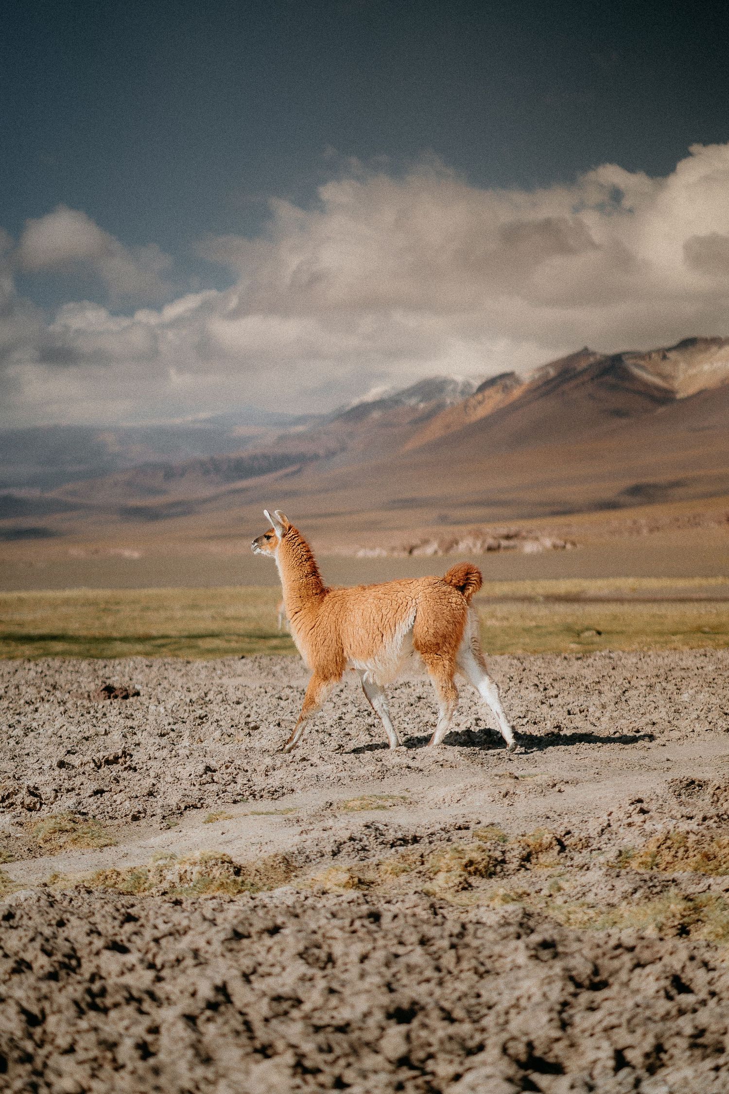 A lone llama walks across a barren landscape with mountains in the background.