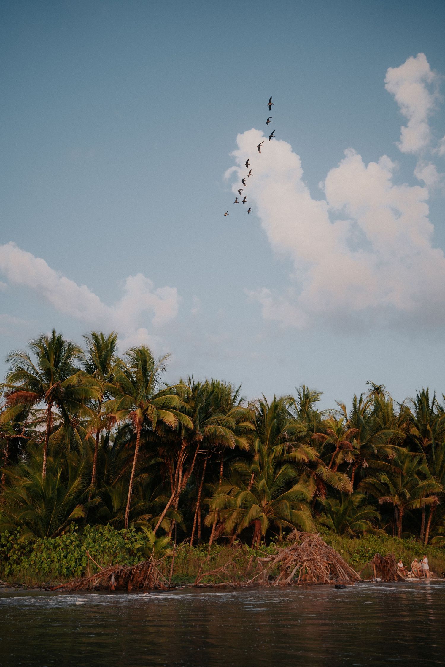 Tropical coastline with palm trees and birds flying overhead against blue sky.