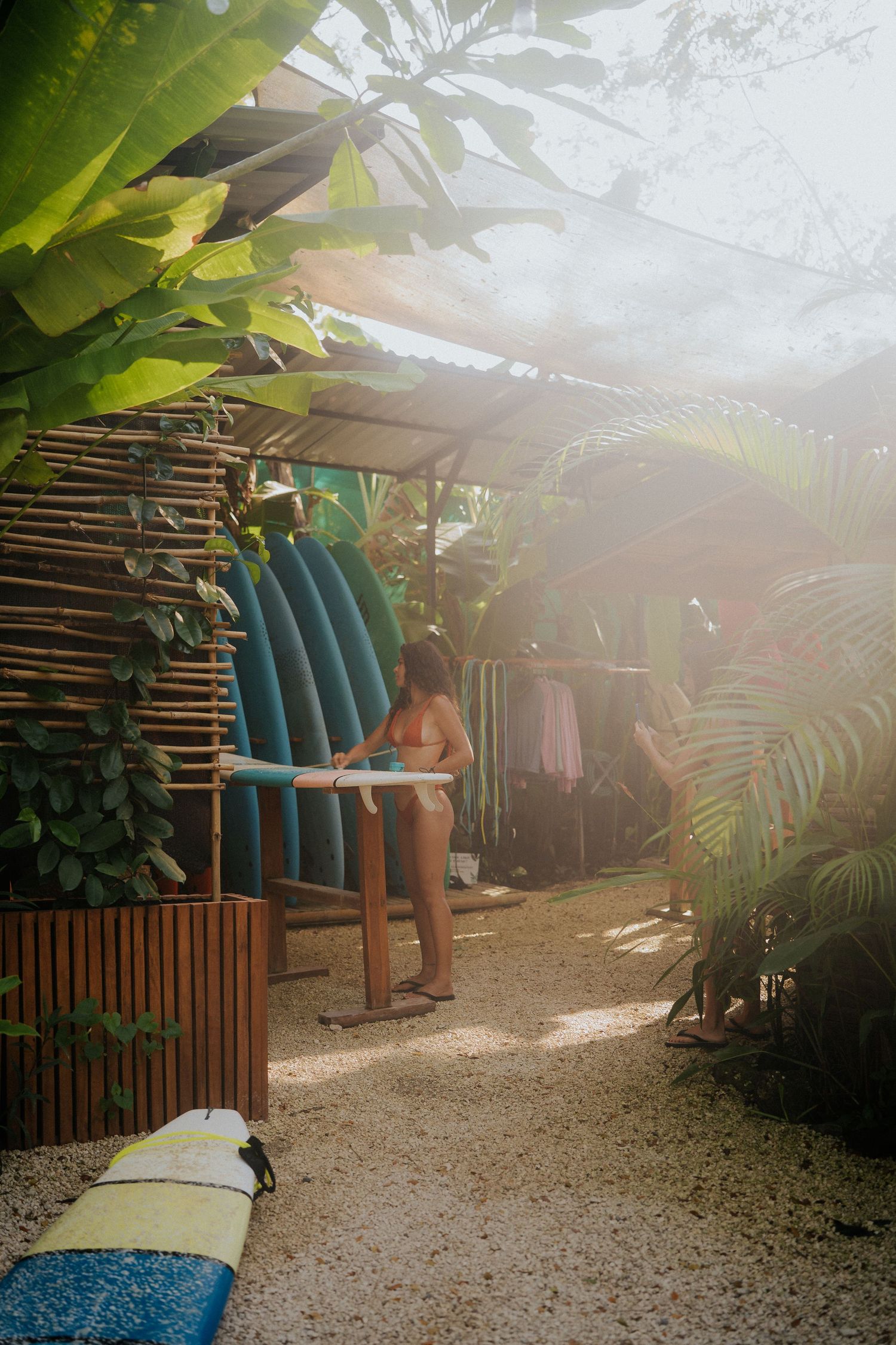 Sunlit tropical garden path with surfboards leaning against wooden fence.