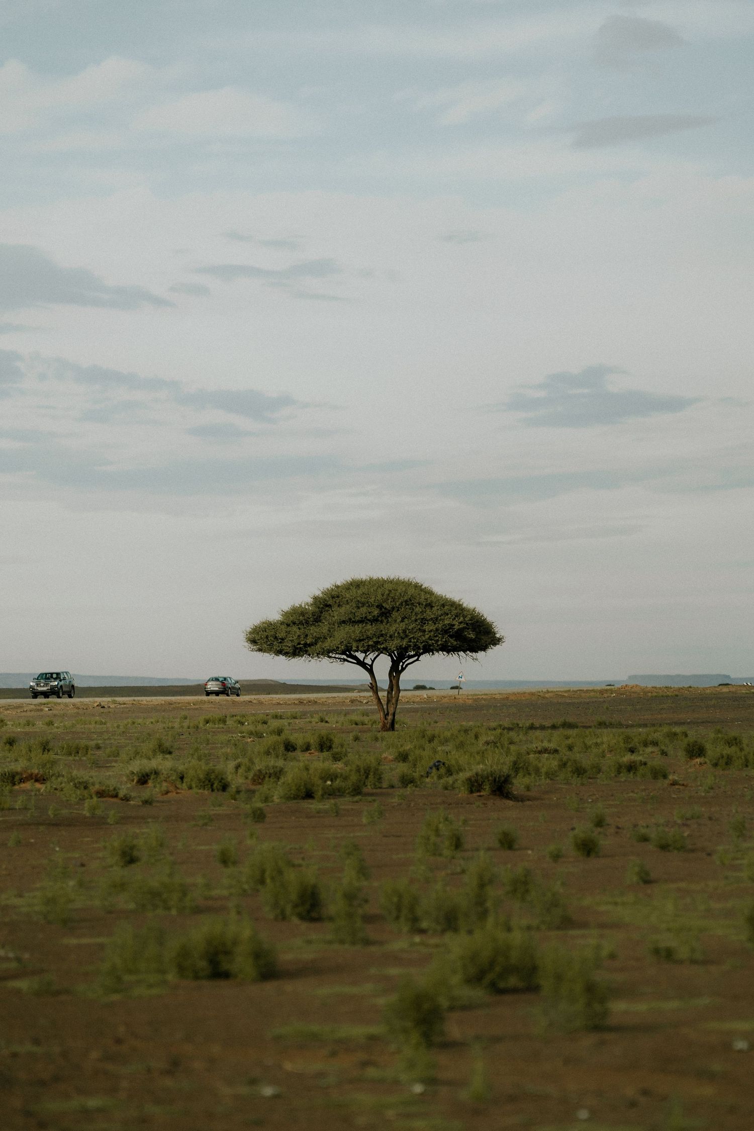 African savanna landscape with lone acacia tree and safari vehicles in the distance.