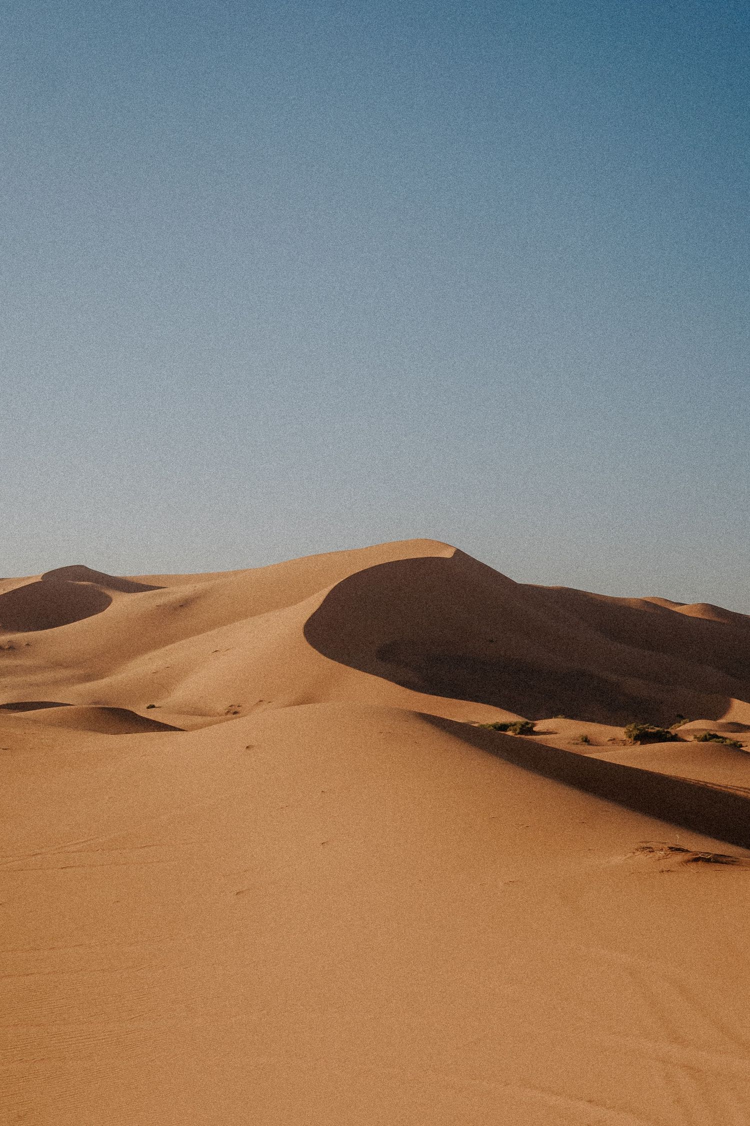 Golden sand dunes stretching towards horizon under clear blue sky.