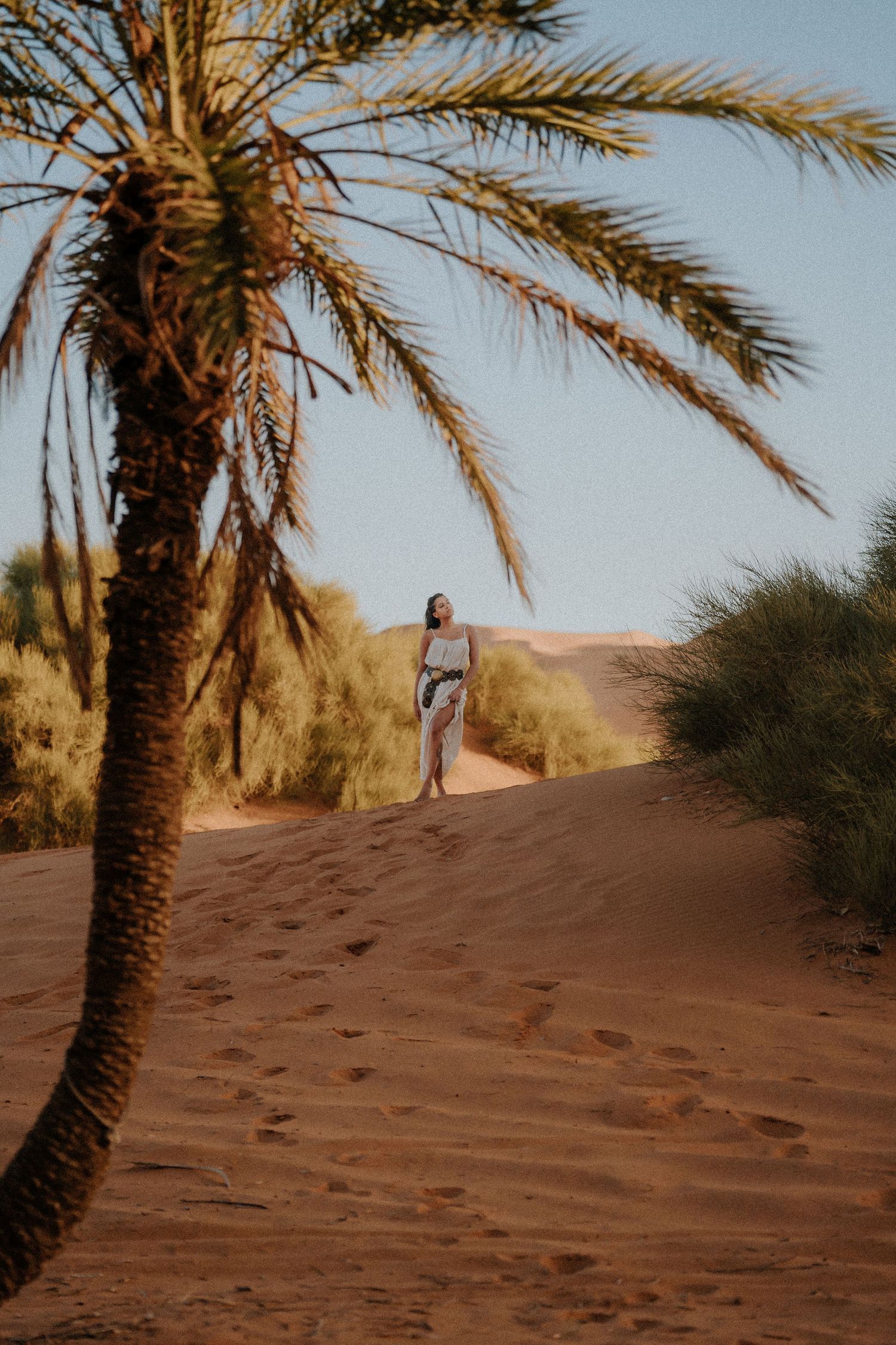 Palm tree framing sandy desert path in warm sunlight.
