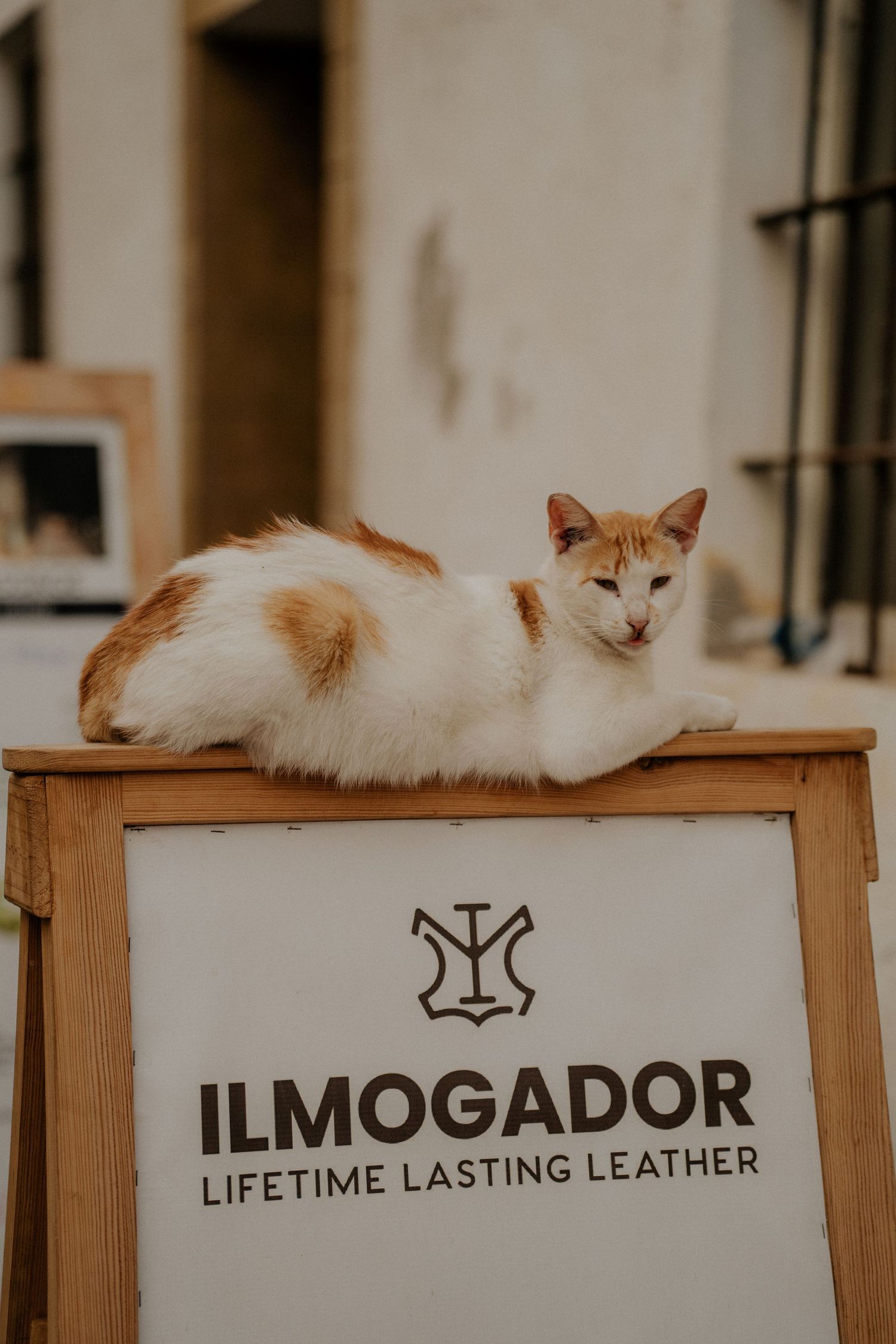 White and ginger cat lounging on Ilmogador leather store sign.