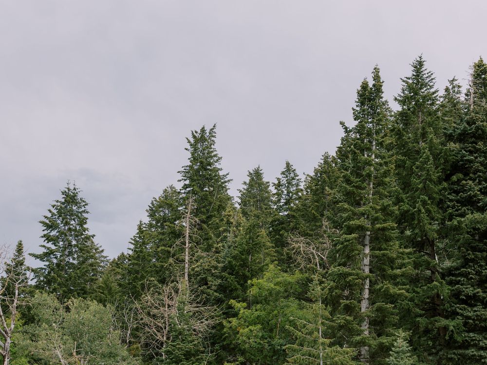 Evergreen trees line the mountain horizon under an overcast sky.
