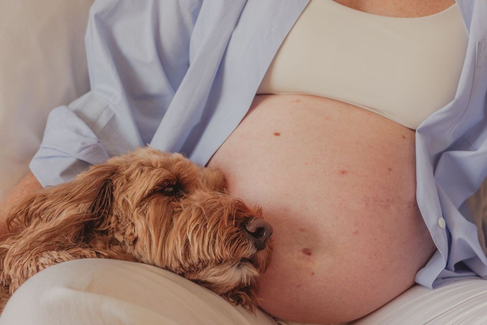 Brown dog rests head on pregnant belly while woman wears light blue shirt.