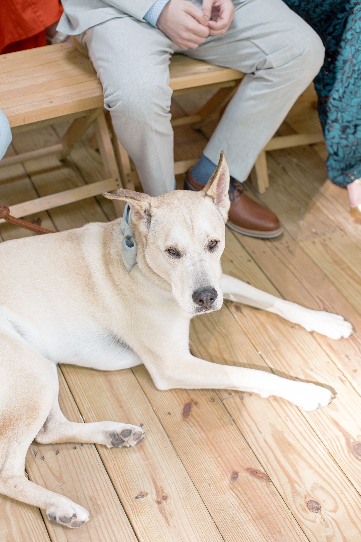 White dog with pointy ears resting on a light wooden deck with people sitting on benches in the background.