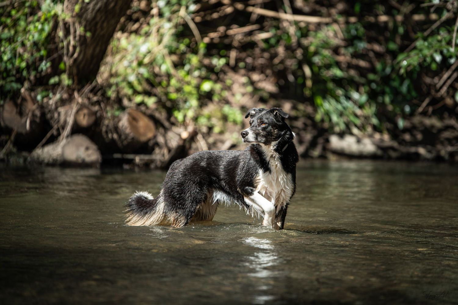 Border collie poil court