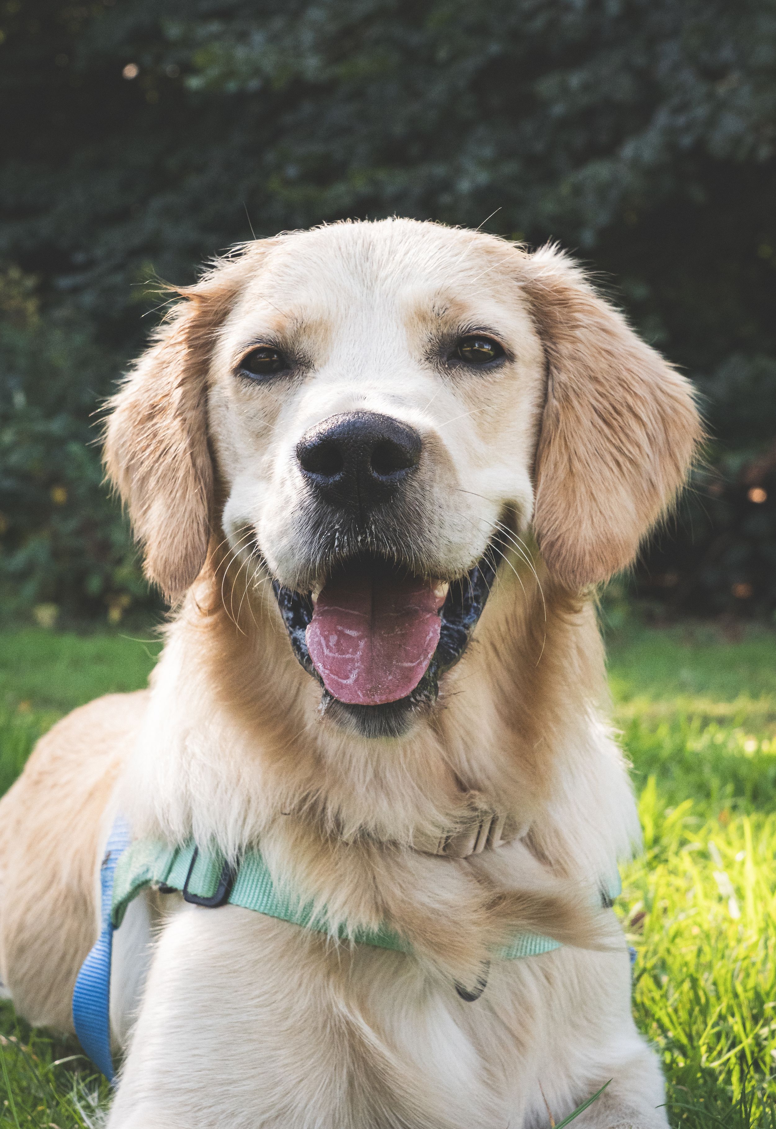 A happy golden retriever with a light blue collar sits on grass while smiling at the camera on a sunny day.
