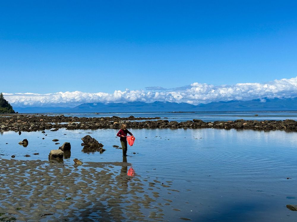Person exploring rocky tidal pools at low tide with mountains and blue sky reflected in calm coastal waters.