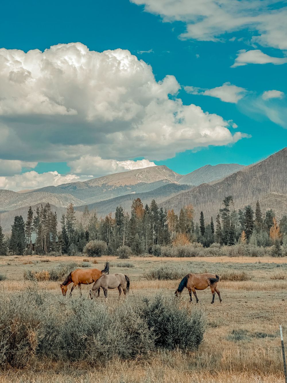 Three horses graze in an open meadow with pine trees and snow-capped mountains under a cloudy blue sky.