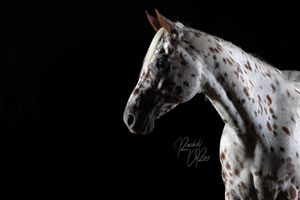 Artistic profile shot of an appaloosa horse with spotted coat pattern against dark background.