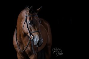 Side view of a bay horse wearing bridle equipment in dramatic low-key lighting.