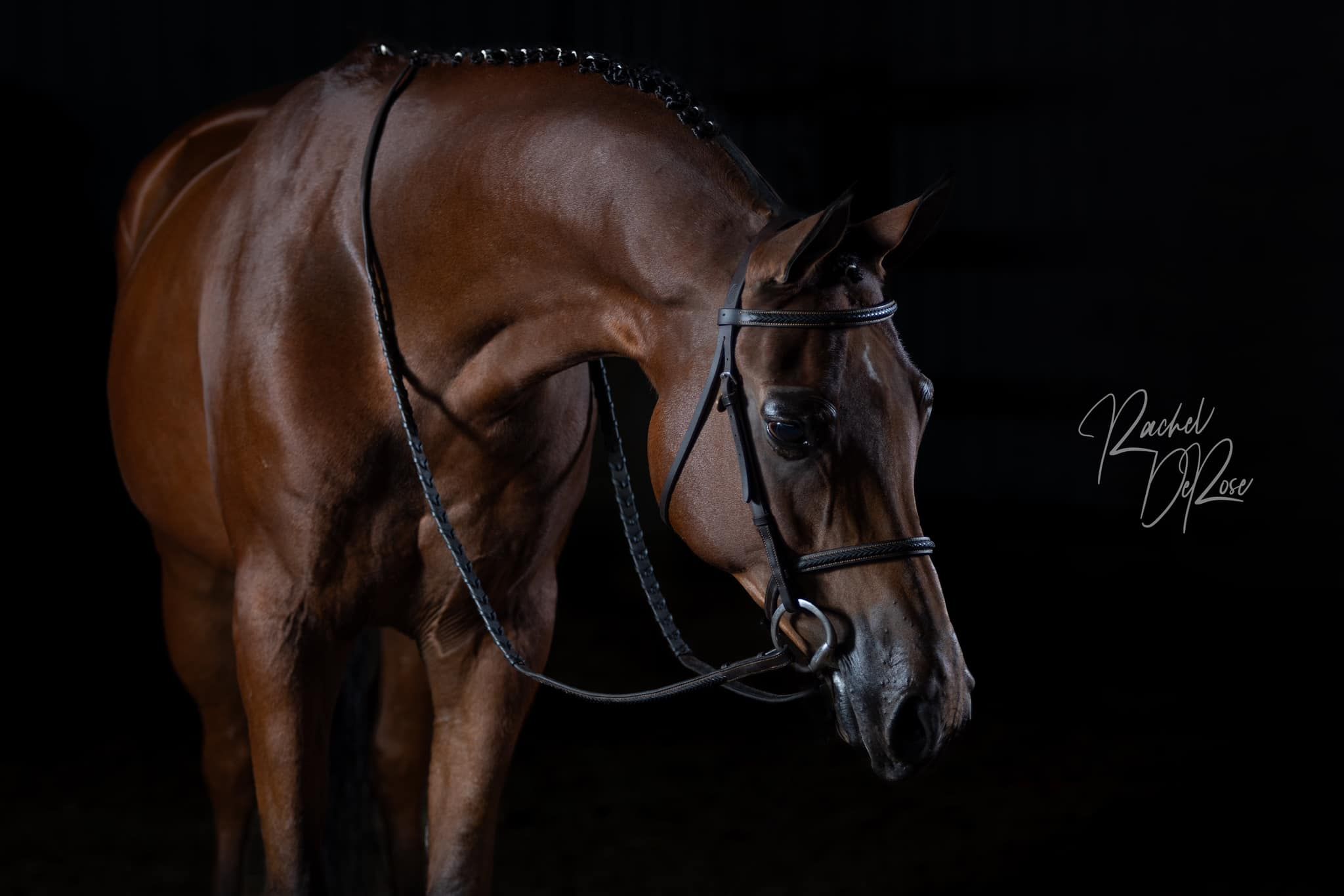 Professional equestrian portrait of a chestnut horse against black background.