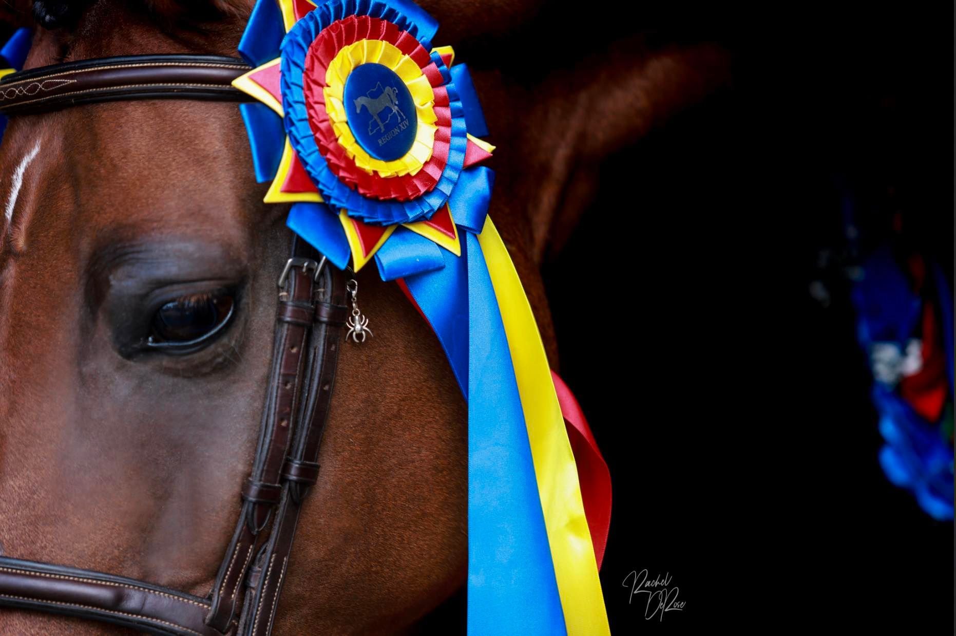 A brown horse wearing a blue and yellow ribbon rosette on its bridle.