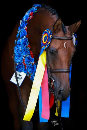 Dark brown horse wearing an ornate blue rose headpiece with colorful ribbons against black background.