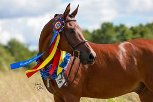 A chestnut horse wearing blue and yellow ribbons stands in profile against a blurred outdoor background.