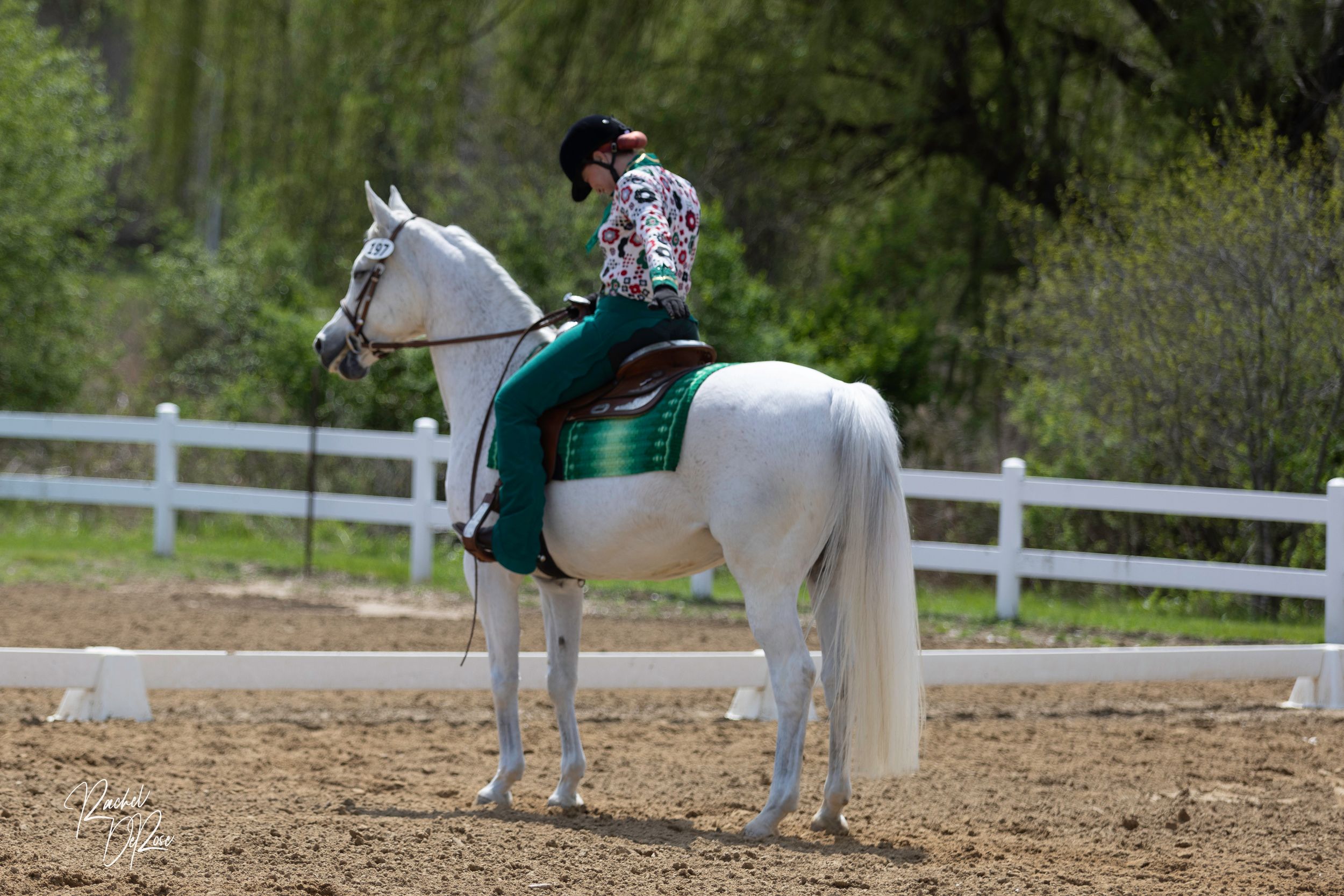 A white horse and rider practicing dressage movements in an outdoor sand arena surrounded by white fencing.