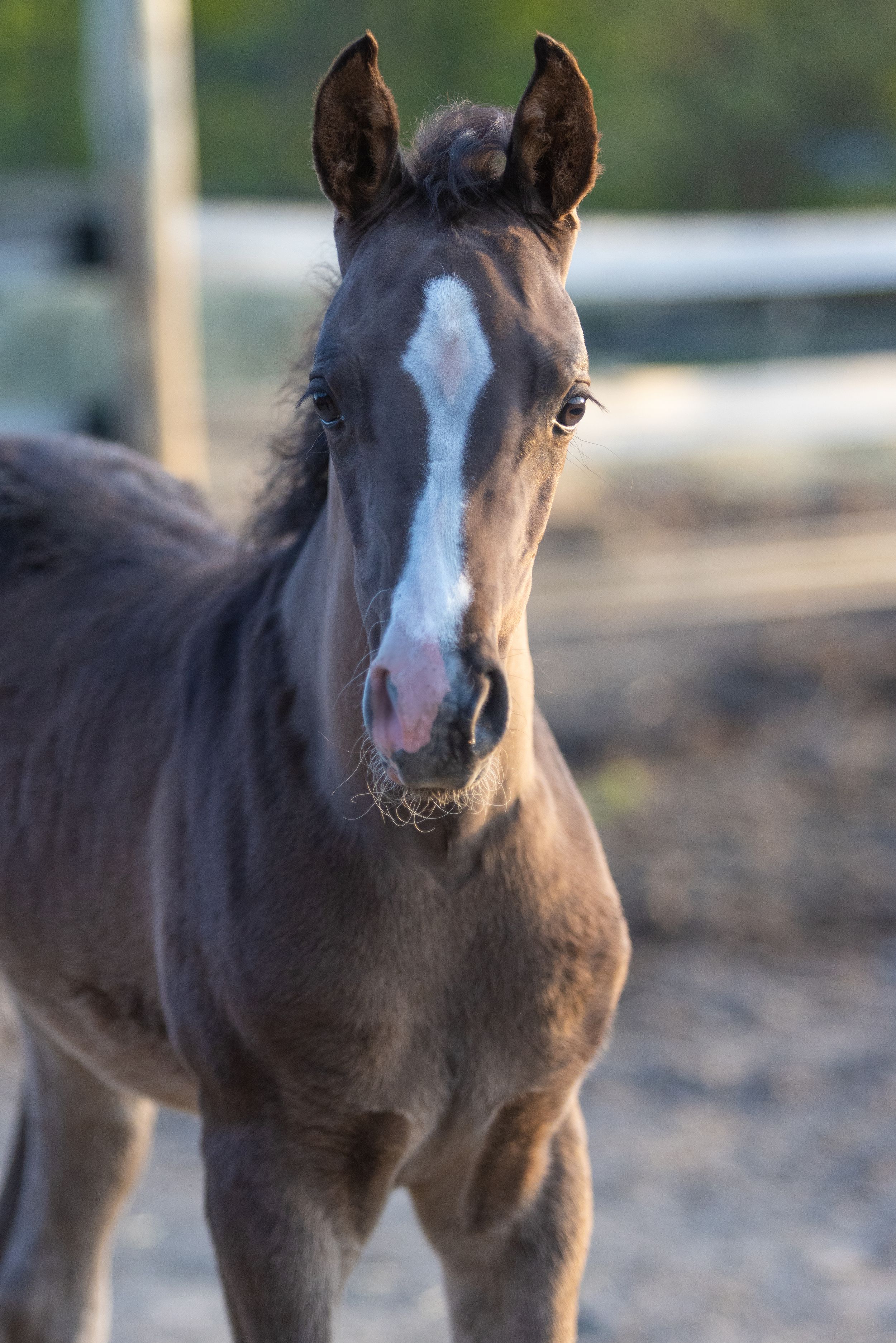 Close up portrait of a dark brown horse with white blaze marking on its face.