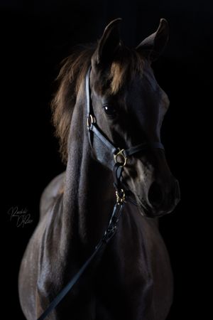 Close-up artistic portrait of a dark horse's face with halter against black background.
