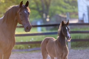 A mare and foal stand together in a fenced paddock area.