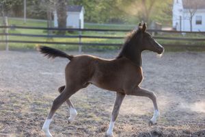 Young dark foal with white socks galloping playfully in a dusty paddock.