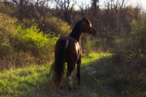 A horse and rider walk through a sunlit meadow with autumn foliage in the background.