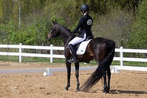 Equestrian rider performing dressage movements on a black horse in an outdoor arena with white fencing.