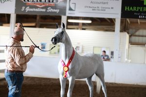 A person leads a white horse in an indoor riding arena during an equestrian training session.