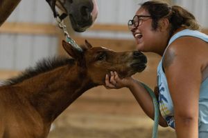 Young foal interacting with caretaker in indoor stable environment.