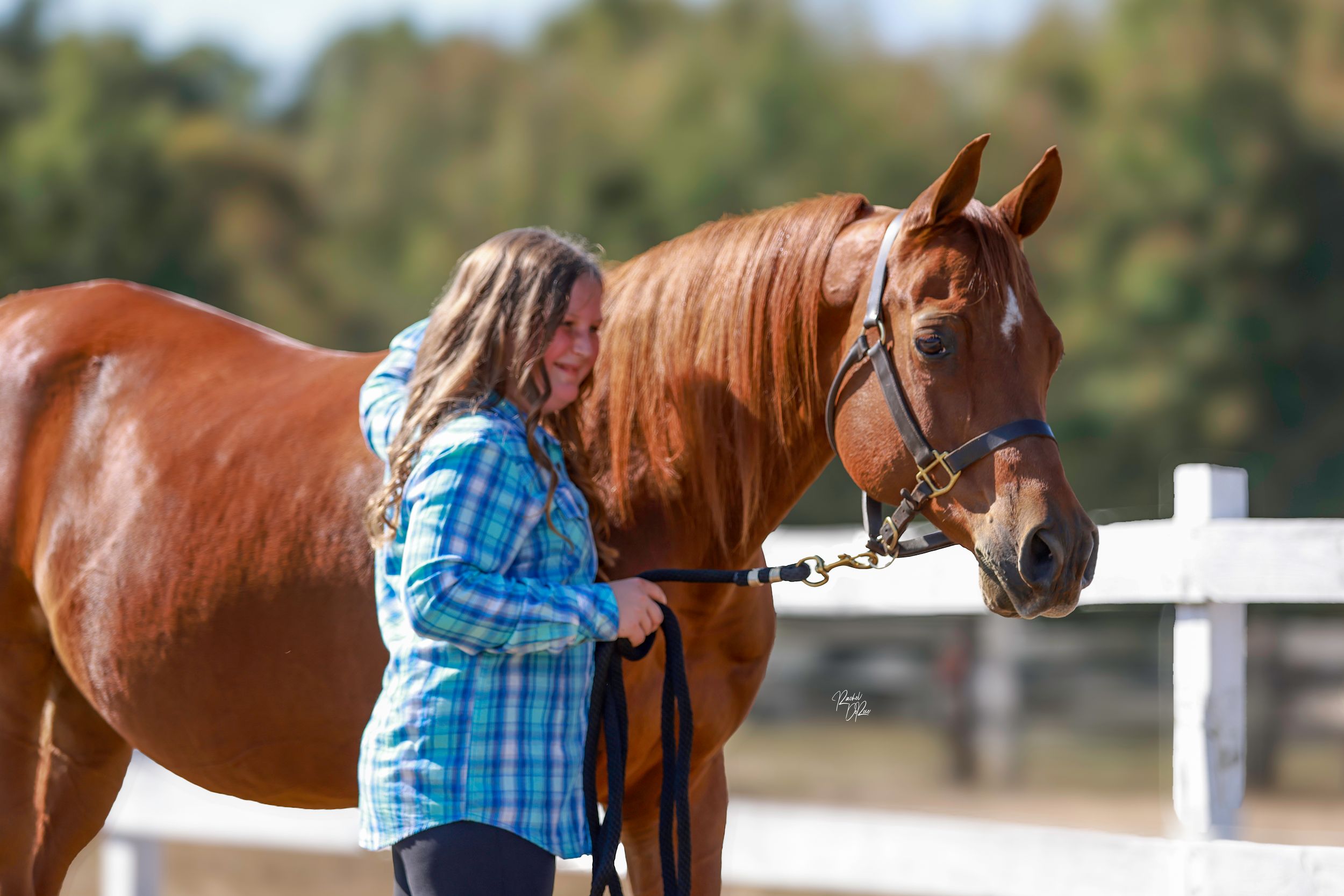 A chestnut horse wearing a blue plaid shirt stands calmly while being led in an outdoor arena.