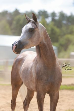 Close-up profile view of a majestic brown horse standing in a pasture.