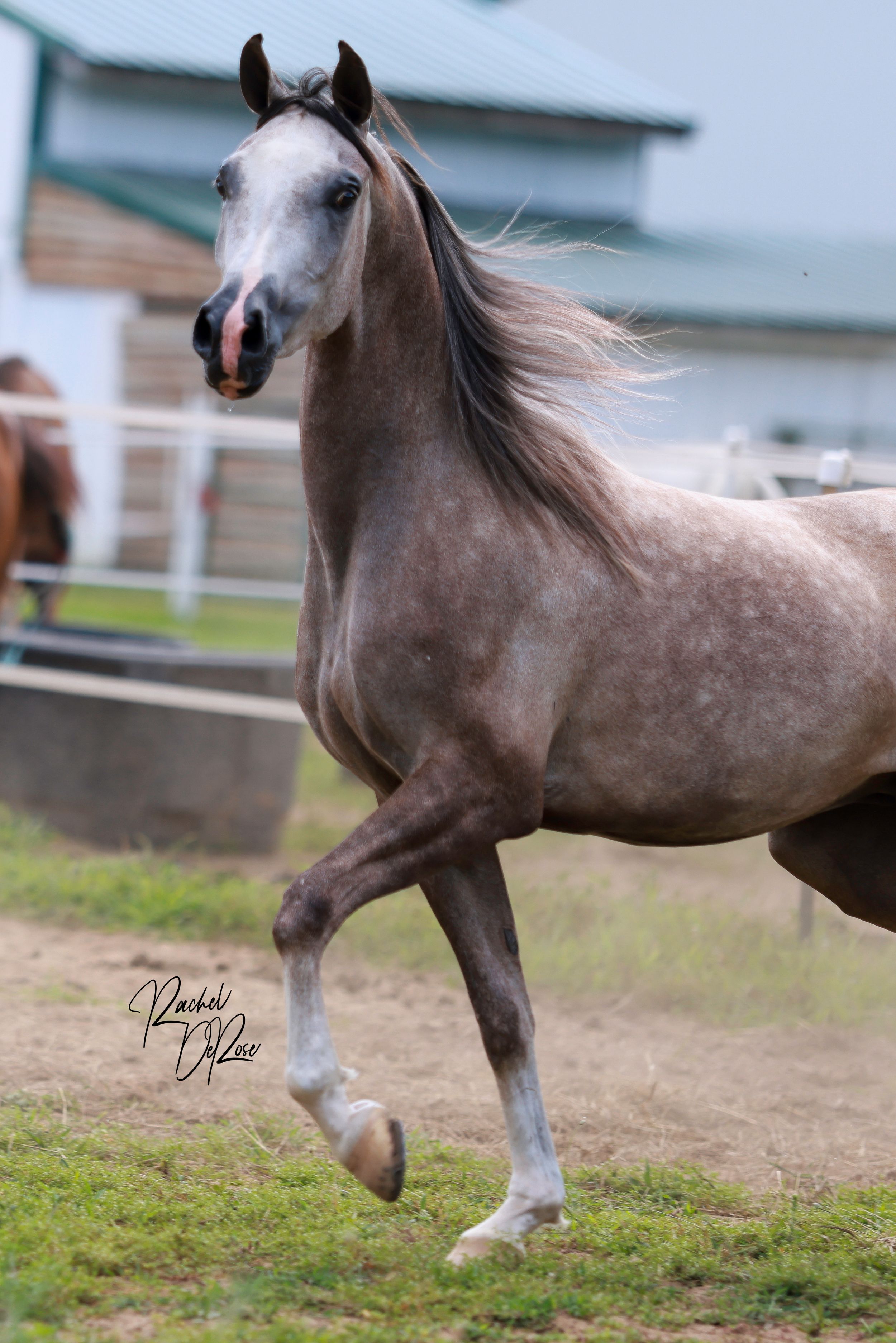 Elegant grey horse in motion showing graceful movement in an outdoor arena.