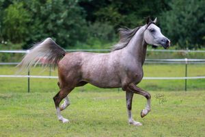 A series of action shots showing a gray horse galloping and playing in a fenced pasture area.