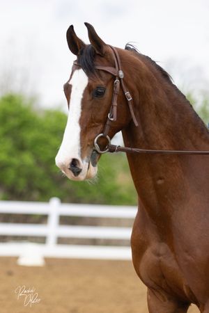 A beautiful bay horse with a white blaze wearing a leather bridle poses against a white fence and green foliage background.