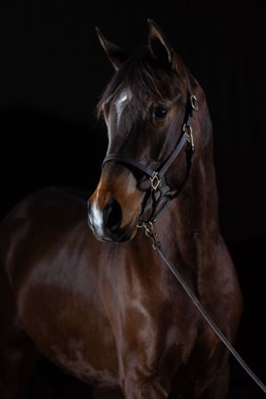 Close-up portrait of a majestic bay horse with bridle against dark background.