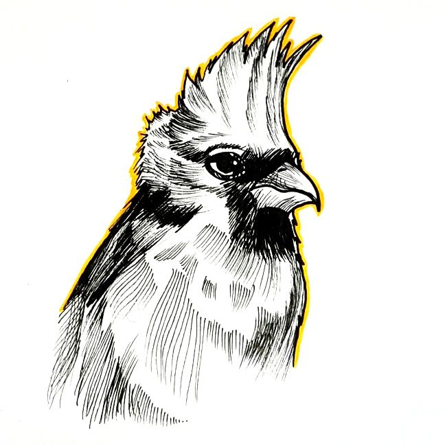 Black and white ink drawing of a crested bird with yellow accent lines.