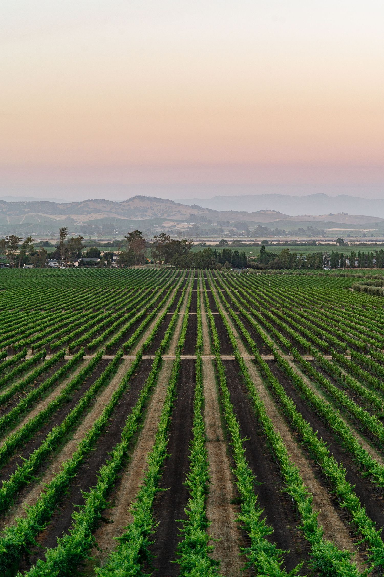 Bride and groom share a romantic moment in a vineyard, with rolling hills in the background on their wedding day.