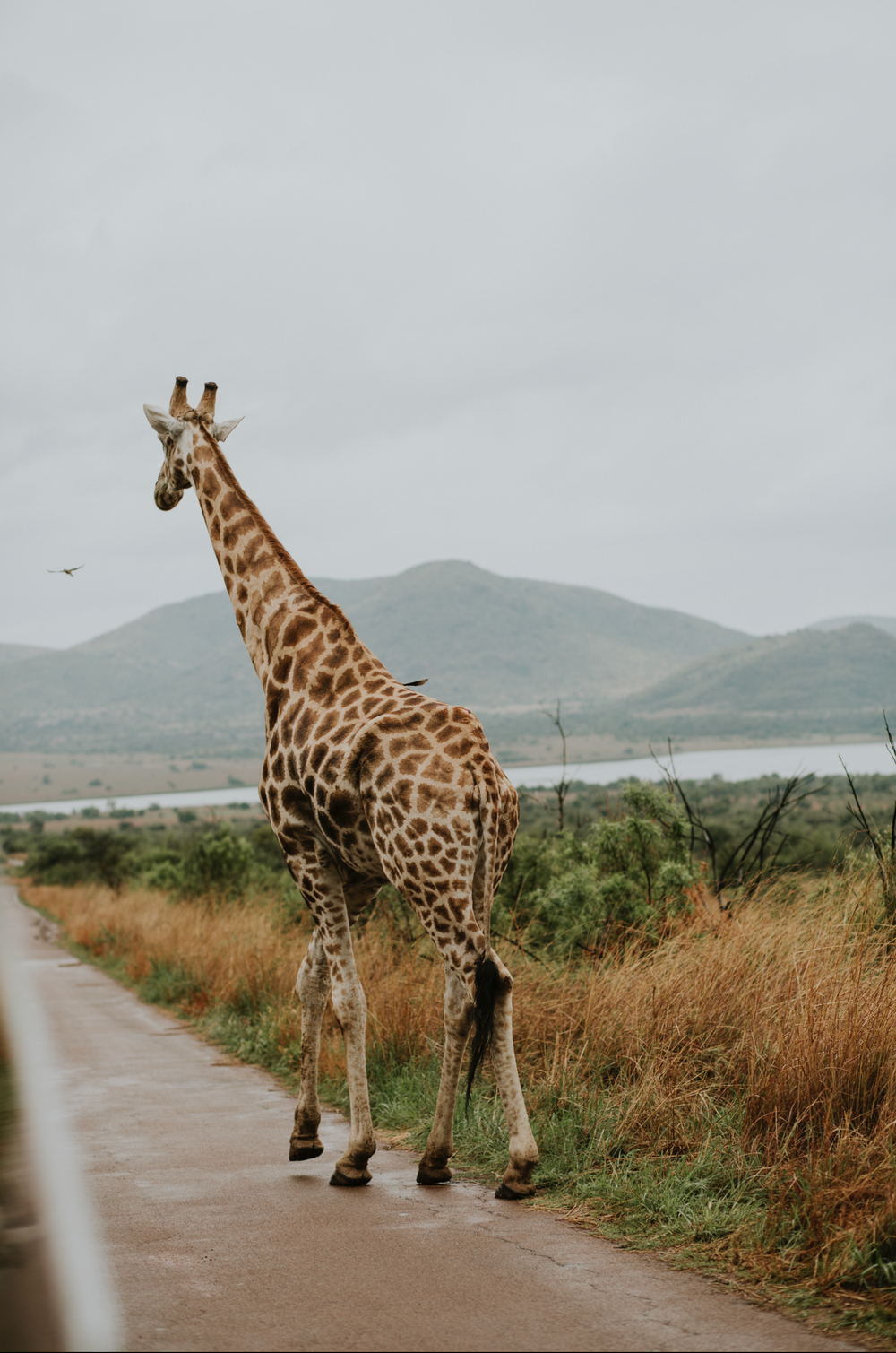 Tall giraffe walking along a wet road in a South African safari landscape with mountains.