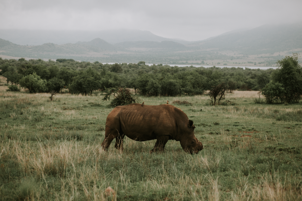 White rhinoceros grazing on green grass in an overcast African savanna with trees and hills.