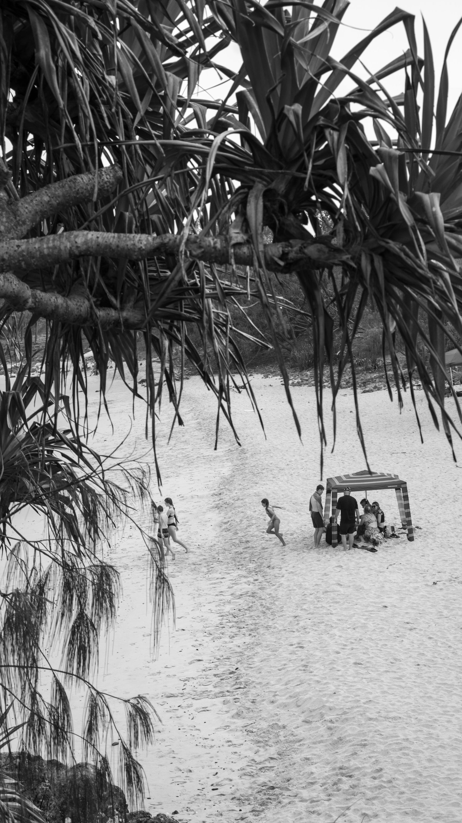 Black and white aerial view of people relaxing under a beach shelter surrounded by pandanus trees on white sand.