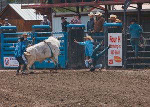 Bull rider being bucked off a white bull while rodeo clowns assist in the arena.