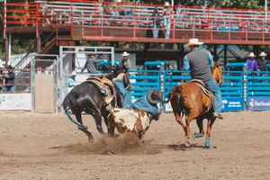 A steer wrestling cowboy tackles a longhorn steer to the ground during a rodeo bulldogging event.