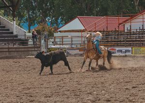 A cowboy on horseback chases a black calf during a calf roping event at an outdoor rodeo.