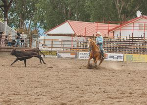 A rodeo cowboy on horseback pursues a black calf with a lasso during a roping competition.